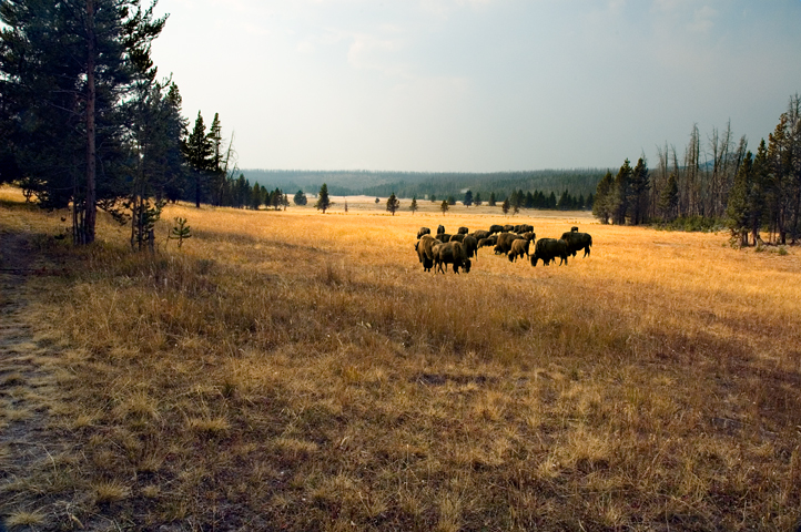 Meadow, Madison, Yellowstone National Park