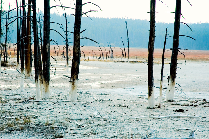 Tree, Fountain Paint Pot, Yellowstone National Park