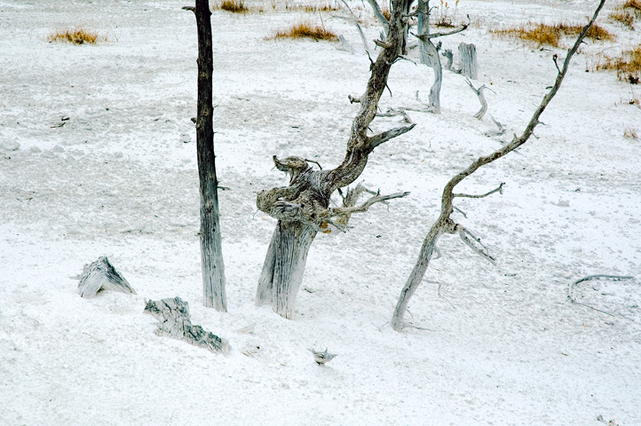 Tree, Upper Minerva Terrace, Yellowstone National Park 01