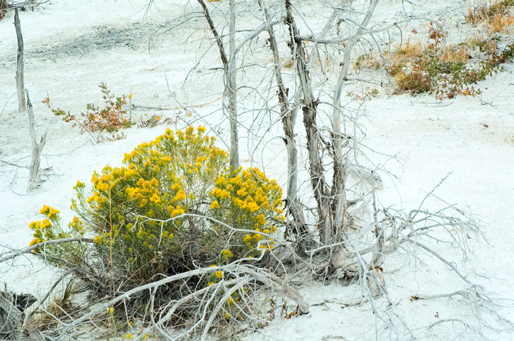 Tree, Upper Minerva Terrace, Yellowstone National Park 02