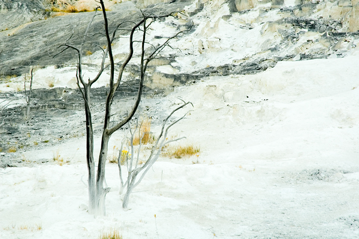 Tree, Upper Minerva Terrace, Yellowstone National Park 03